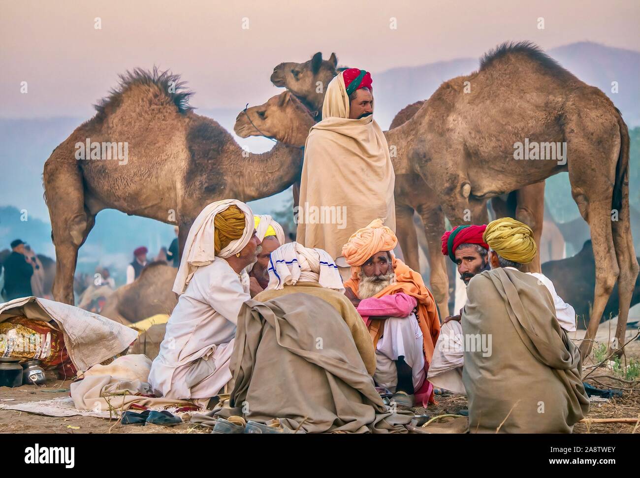 Un groupe d'éleveurs de chameaux Rajasthani temporaire assis dans leur camp dans le désert à l'aube, pendant la foire Pushkar Camel au Rajasthan, Inde. Banque D'Images