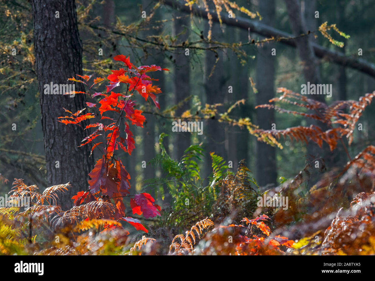 Northern red oak / chêne (Quercus rubra champion / Quercus borealis) couleurs d'automne rouge montrant des gaules en forêt mixte avec de la fougère à l'automne Banque D'Images