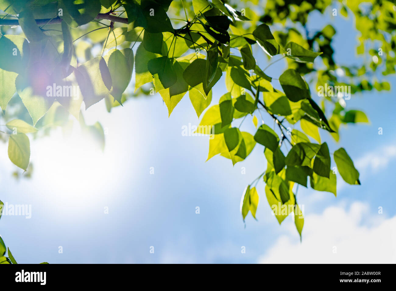 Des nuages blancs dans le ciel bleu. Vert feuilles d'un arbre contre le ciel bleu et le soleil.Sun lumière douce à travers le feuillage de l'arbre. Banque D'Images