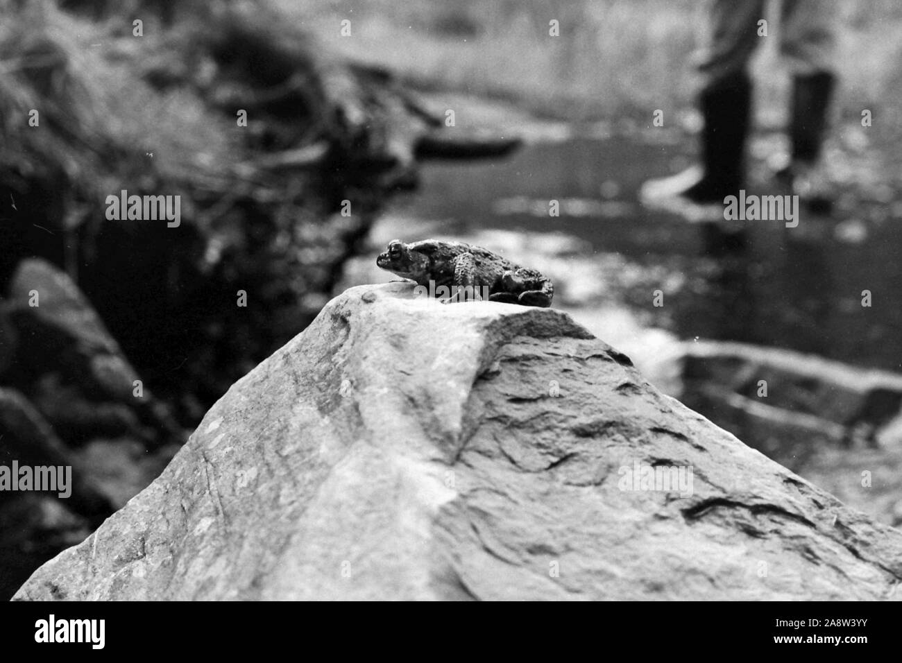 Grenouille sur une roche 1974 Banque D'Images