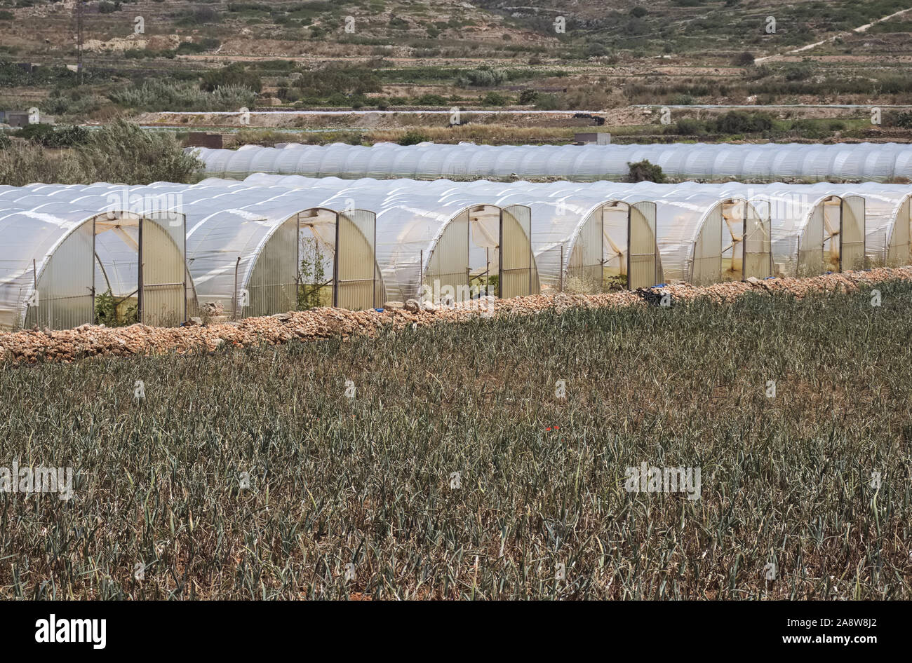 Gamme de serres tunnel plastique champ avec de jeunes légumes en face contre un ciel bleu. Banque D'Images