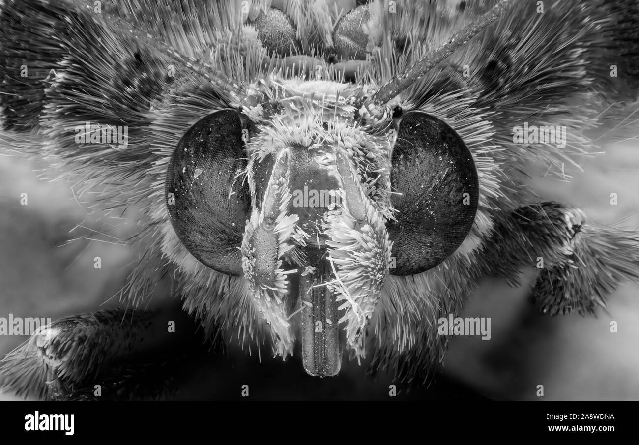 La macro photographie de la tête de peu de papillon, l'empilage de Macro photos 195, noir et blanc Banque D'Images