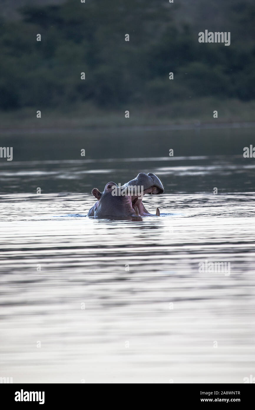 Hippopotamus amphibius hippopotame commun bâillement comme il ressort de l'un grand barrage dans le Zimanga Private Game Reserve en Afrique du Sud Banque D'Images