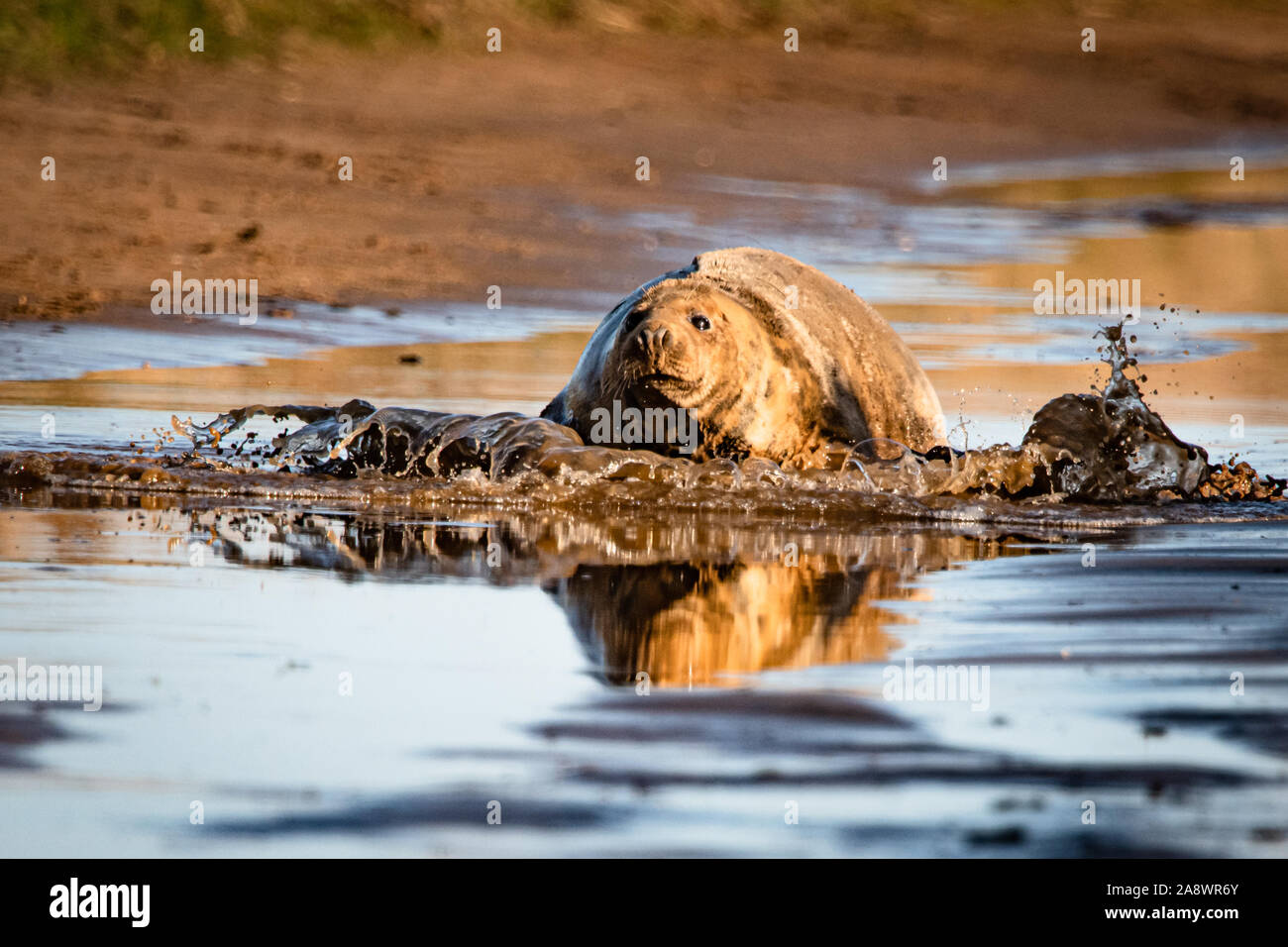 Close up de phoques gris dans l'eau boueuse, entrée en shore Banque D'Images