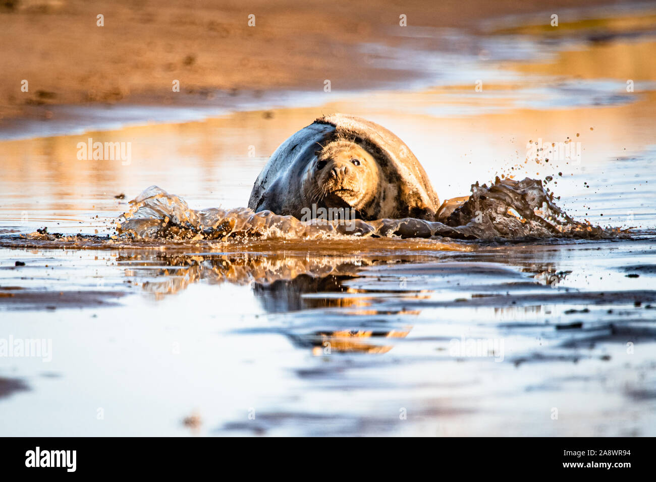 Close up de phoques gris dans l'eau boueuse, entrée en shore Banque D'Images