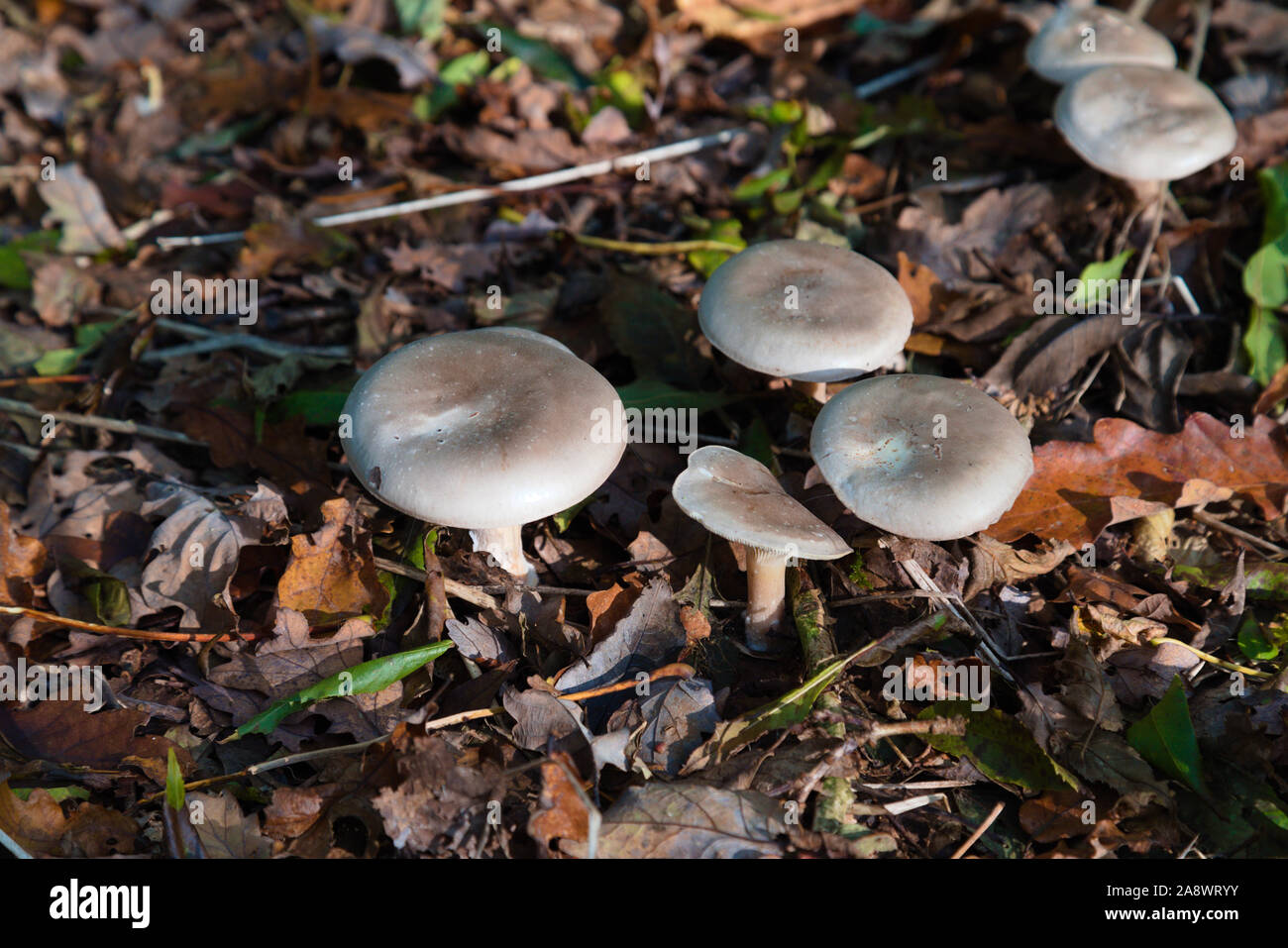 De plus en plus de champignons sauvages dans les bois dans le sud de Londres à l'automne Banque D'Images