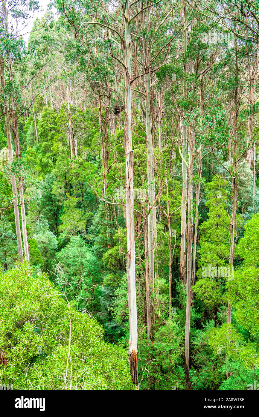 Les arbres géants Eucalyptus regnans, connu sous le nom de mountain ash, marais, ou la gomme filandreux, est une espèce d'Eucalyptus à grande Otway National Park. Banque D'Images