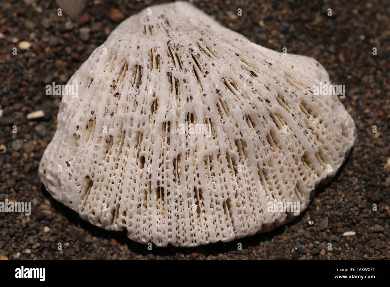 Bright White sea Coral sur la plage avec sable volcanique noir. Structure intéressante avec des trous sur la surface. La surface poreuse des récifs. Banque D'Images