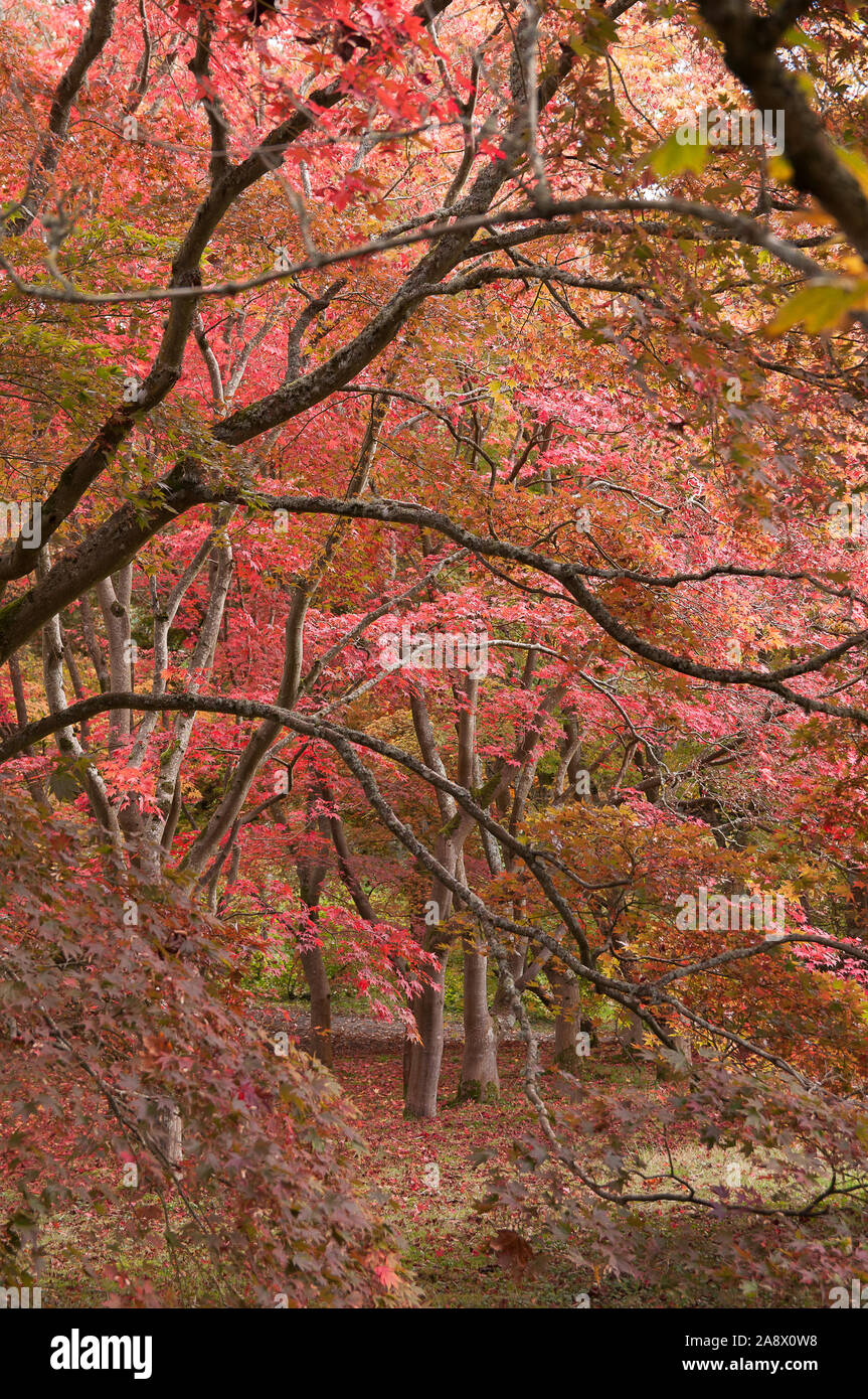 Acer palmatum, communément connu sous le nom de l'empereur, l'érable rouge érable palmé, érable japonais ou smooth Japanese-maple, espèce de plante ligneuse originaire du Japon. Banque D'Images