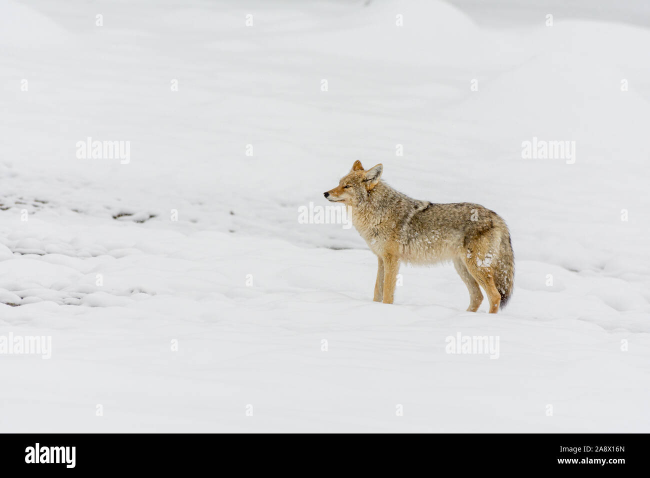 Un coyote (Canis latrans) se tient dans la neige dans le Parc National de Yellowstone, Wyoming, USA. Banque D'Images