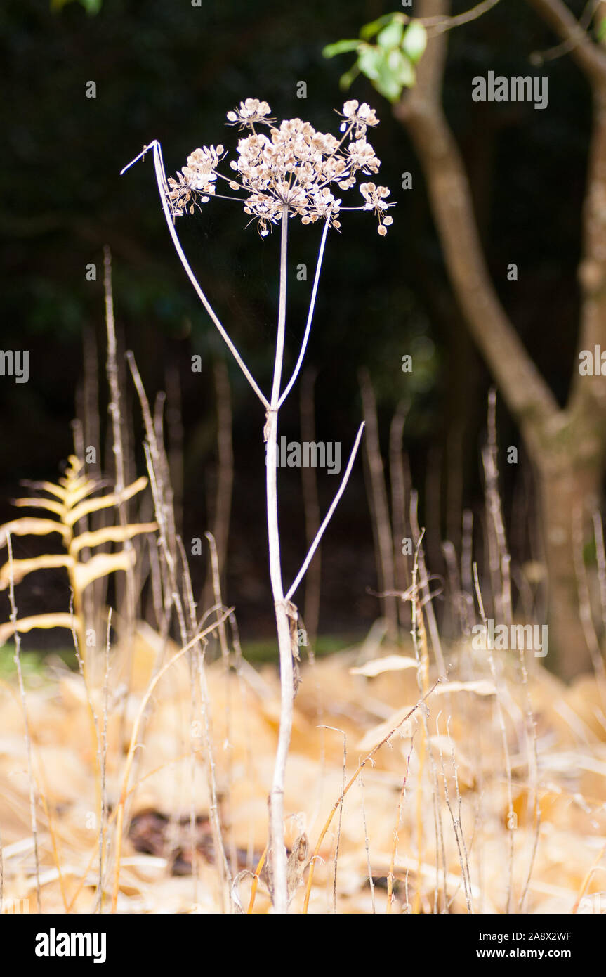 Cow parsley seed head Banque D'Images