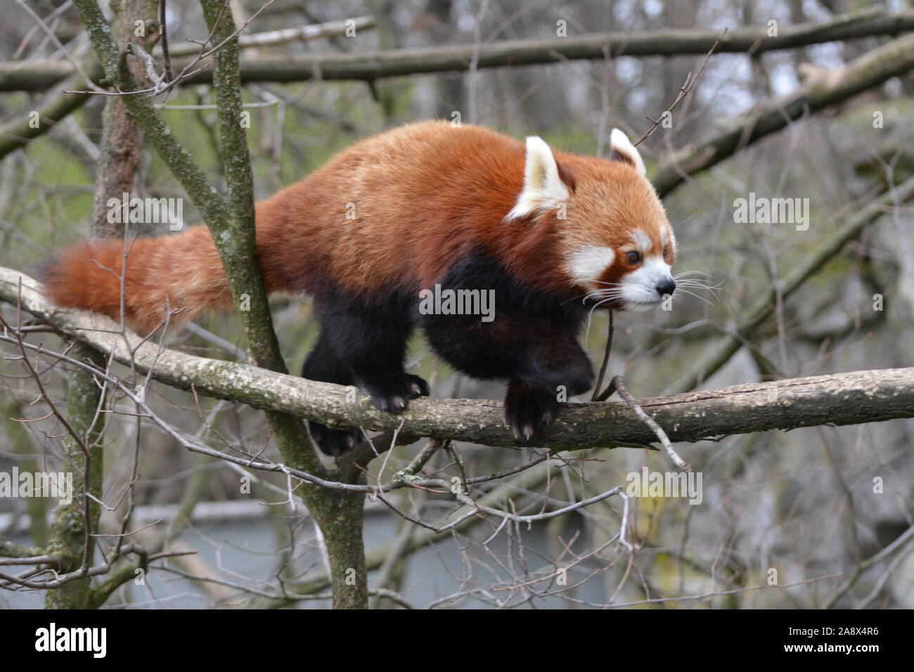 Un panda rouge marche sur thenbranches d'un arbre pour regarder pour bamboo Banque D'Images