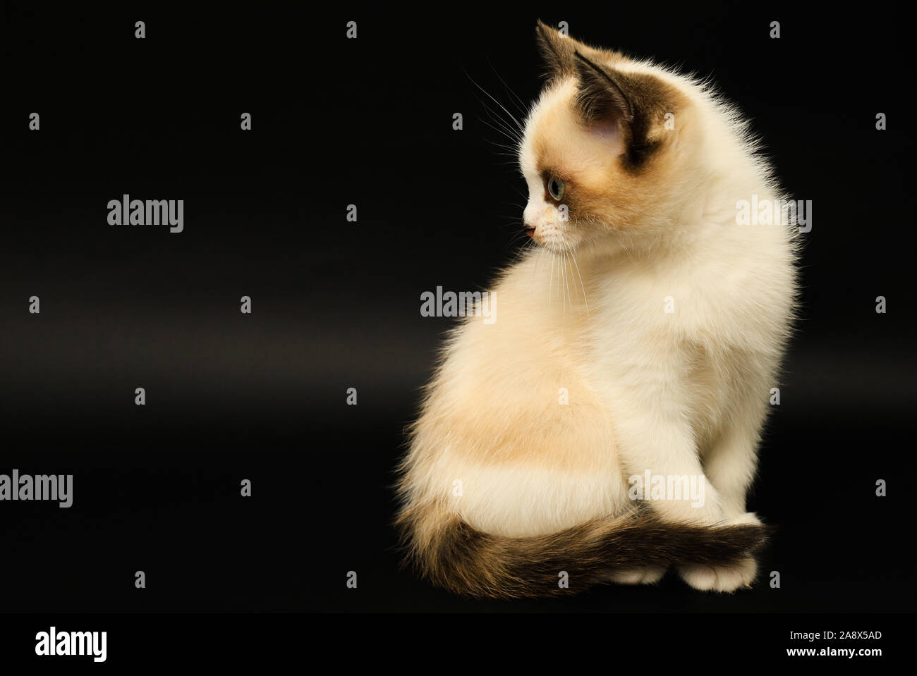 Mignon chaton blanc avec les oreilles marron, British Shorthair, se trouve  sur un fond noir. Petit beau chat aux yeux bleus a l'air. Charmant animal  Photo Stock - Alamy