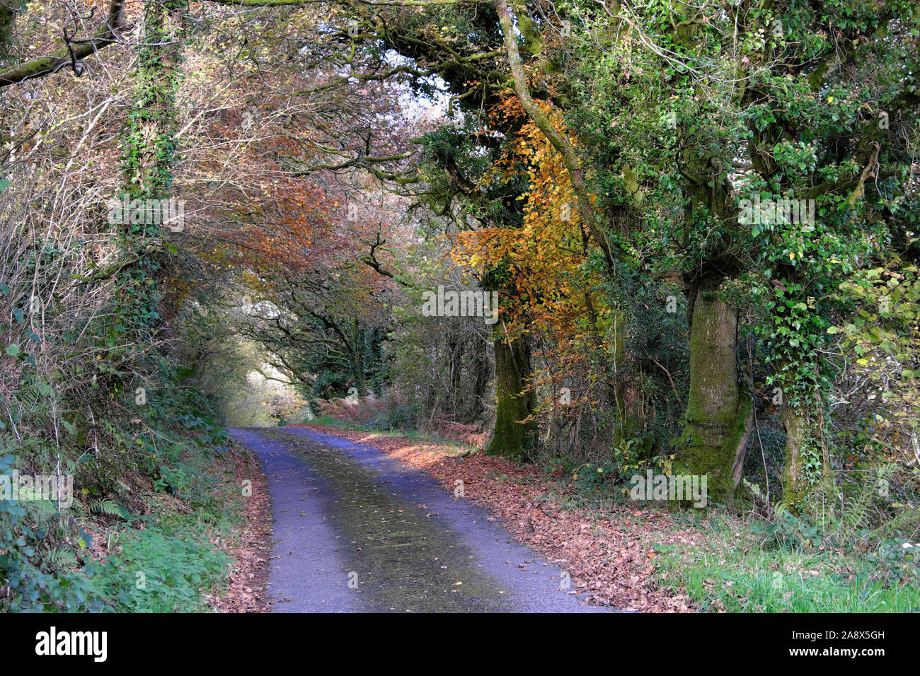 Lane Voir le pays en automne avec les feuilles colorées et d'arbres formant un tunnel envahi par novembre 2019 dans Carmarthenshire Wales UK KATHY DEWITT Banque D'Images