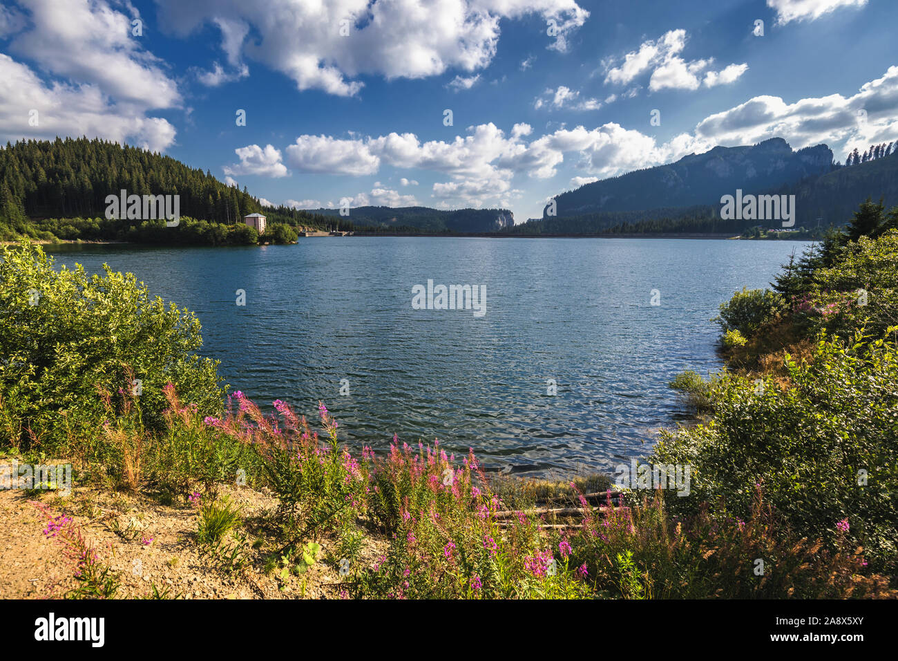 Vue de Lac Bolboci et la damb avec montagnes des Carpates à l'arrière-plan de couleur rose vif et fleurs sauvages de feu Lutte contre les mauvaises herbes (epilobium angustifolium) au t Banque D'Images