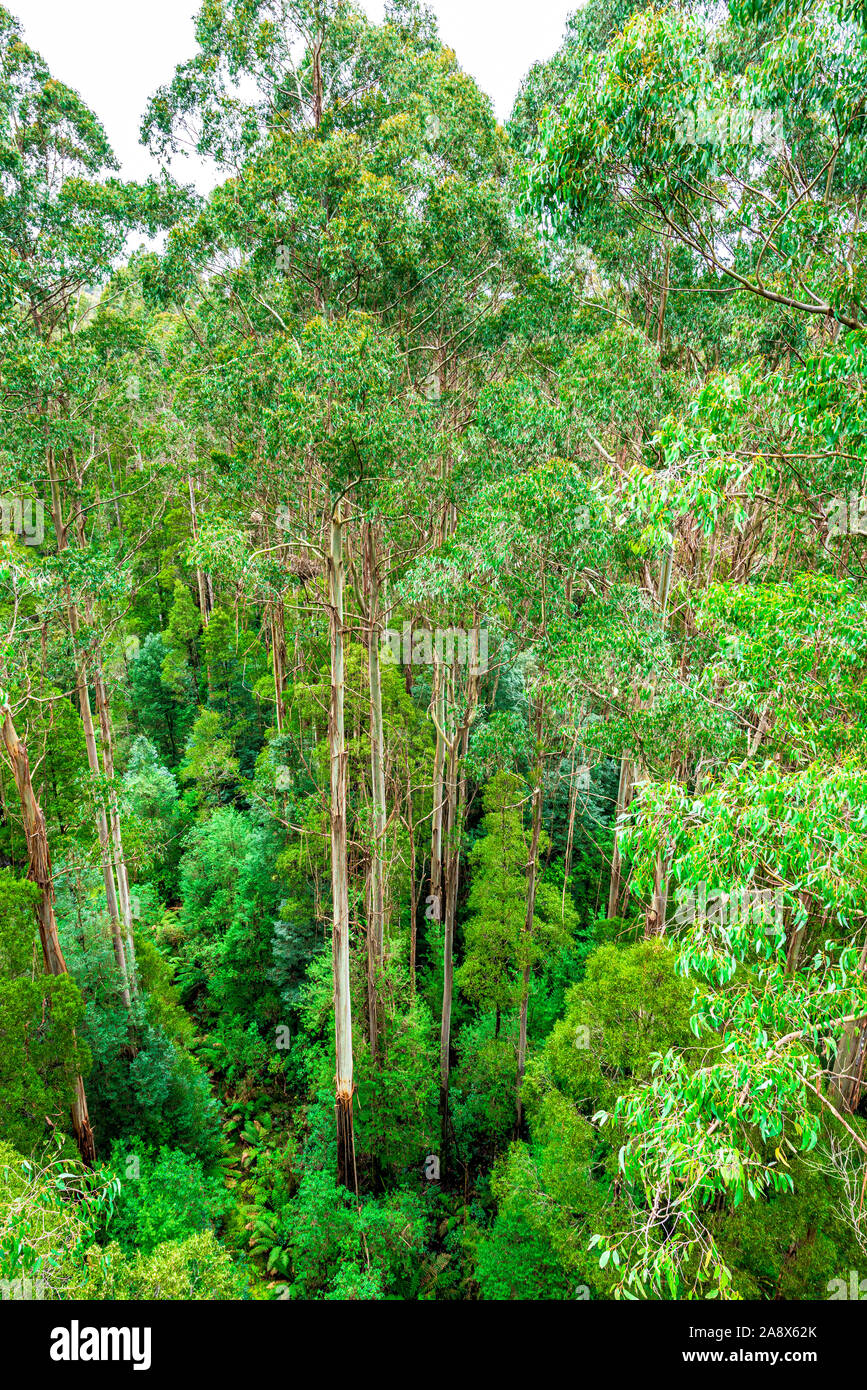 Les arbres géants Eucalyptus regnans, connu sous le nom de mountain ash, marais, ou la gomme filandreux, est une espèce d'Eucalyptus à grande Otway National Park. Banque D'Images