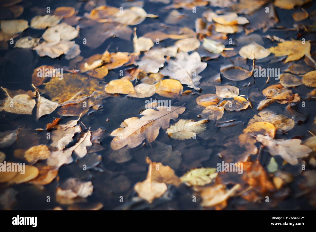 Divers Les feuilles d'automne, sont tombés de la branches, dans un gris sombre sale flaque dans le temps Novembre. Banque D'Images