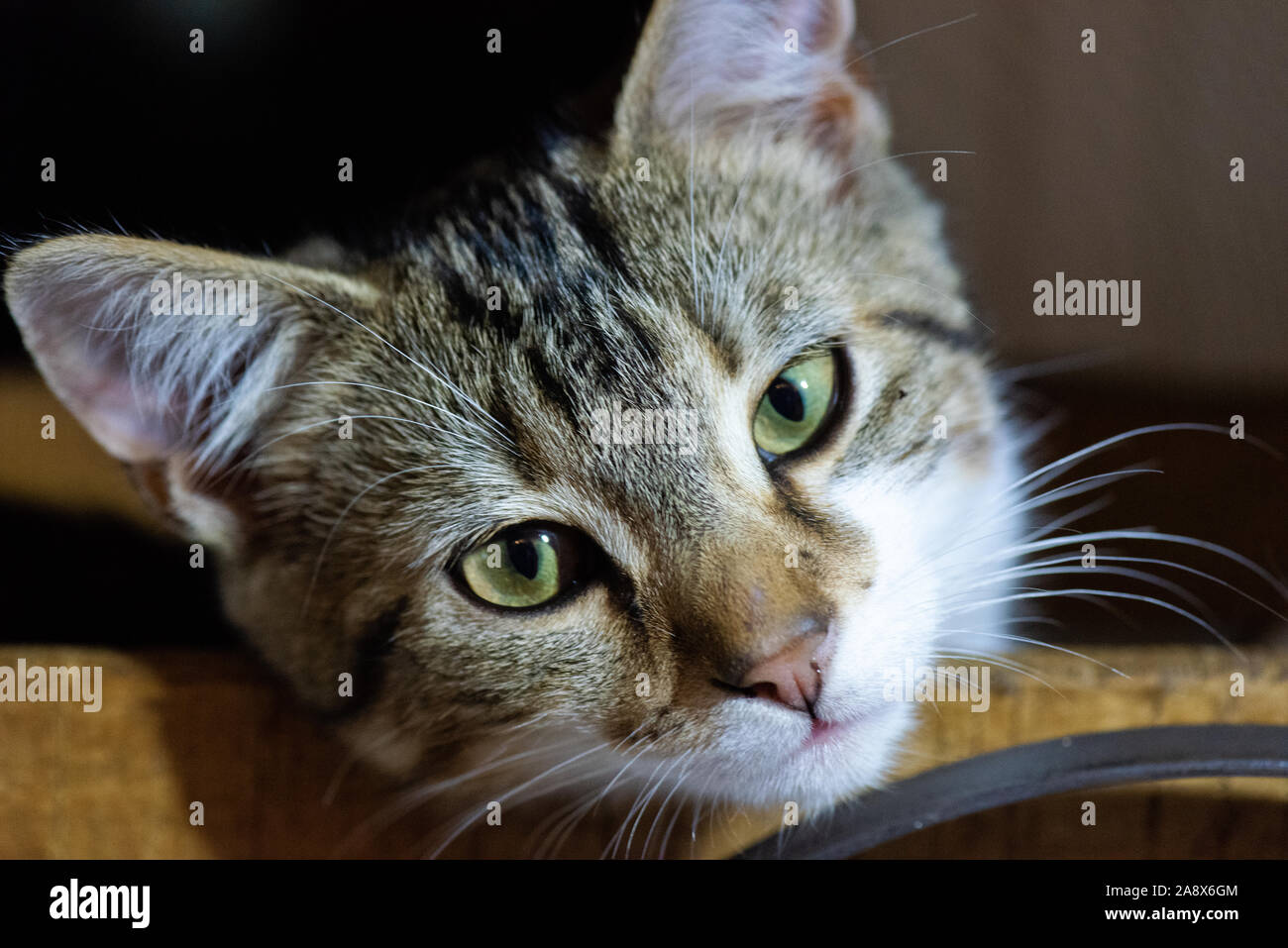 Un mignon adorable petit chaton aux yeux verts se détend un panier en bois Banque D'Images