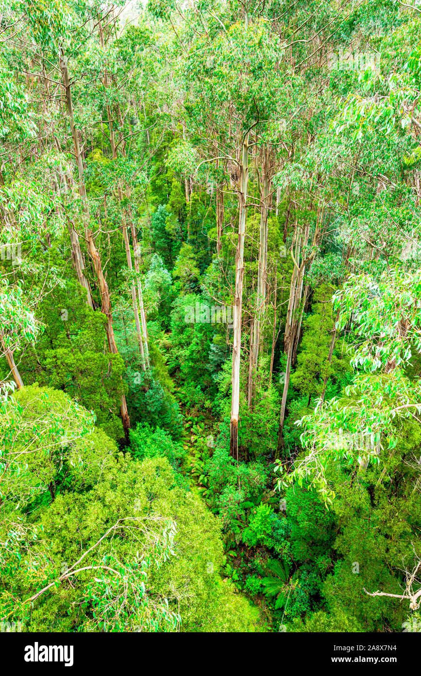 Les arbres géants Eucalyptus regnans, connu sous le nom de mountain ash, marais, ou la gomme filandreux, est une espèce d'Eucalyptus à grande Otway National Park. Banque D'Images