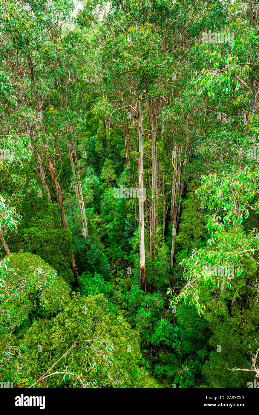 Les arbres géants Eucalyptus regnans, connu sous le nom de mountain ash, marais, ou la gomme filandreux, est une espèce d'Eucalyptus à grande Otway National Park. Banque D'Images