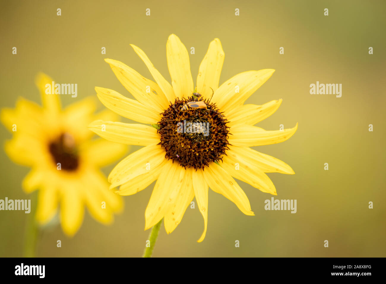 La pollinisation dans la beauté sauvage de la Nature Banque D'Images
