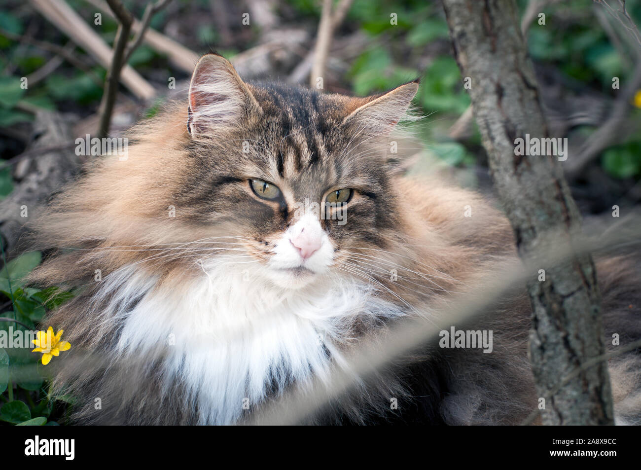 Libre d'un beau chat norvégien assis dans l'herbe et une fleur sauvage jaune Banque D'Images