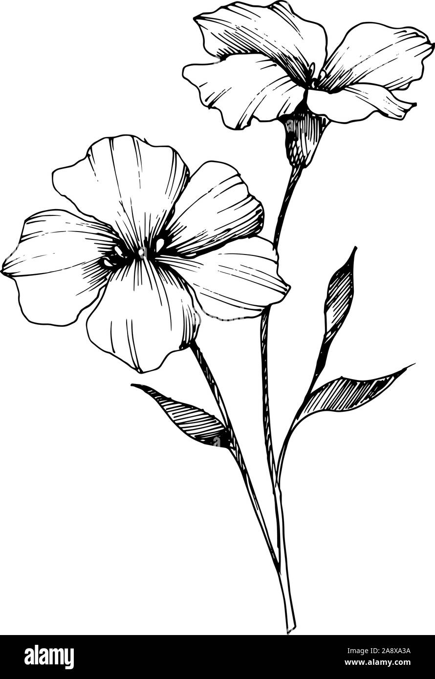 Vector floral fleurs botanique de lin. Gravée en noir et blanc L'art d'illustration de lin isolés élément. Illustration de Vecteur