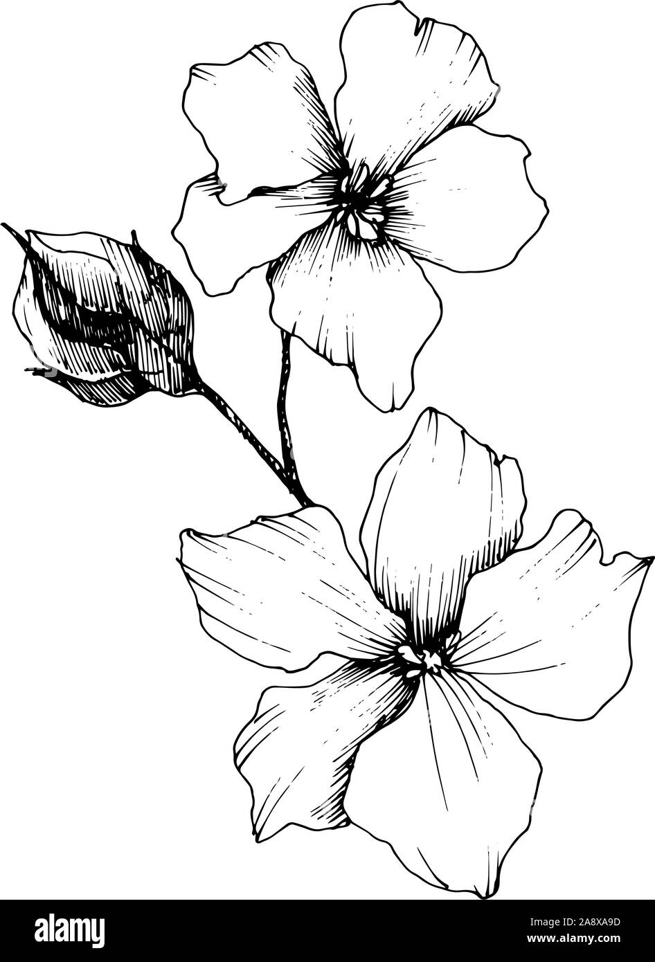 Vector floral fleurs botanique de lin. Gravée en noir et blanc L'art d'illustration de lin isolés élément. Illustration de Vecteur