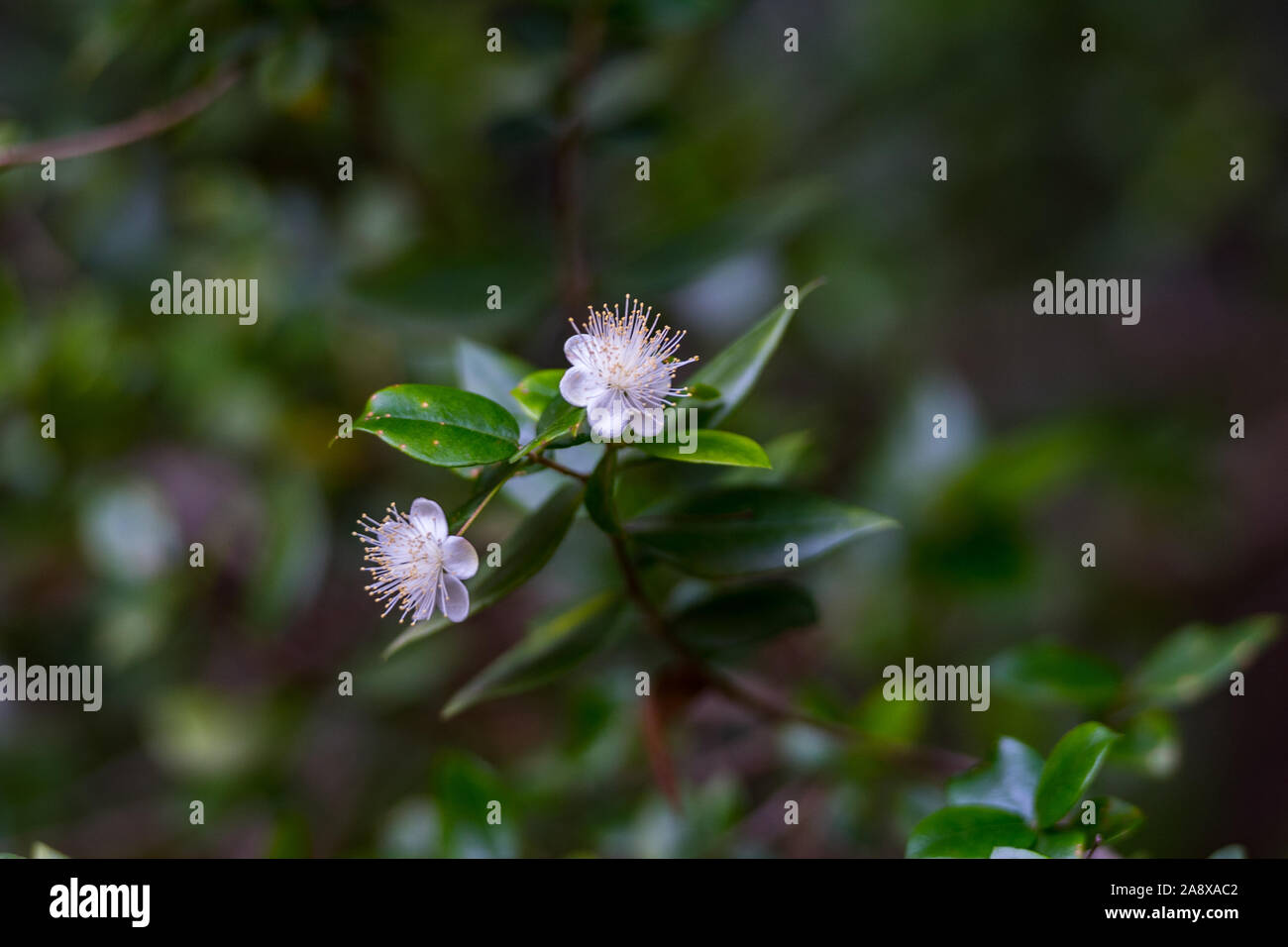 Les eaux turquoise dans es Portitxol, Ibiza, Espagne. Hidden Bay sur l'île d'Ibiza, à Sant Joan de Labritja. Banque D'Images