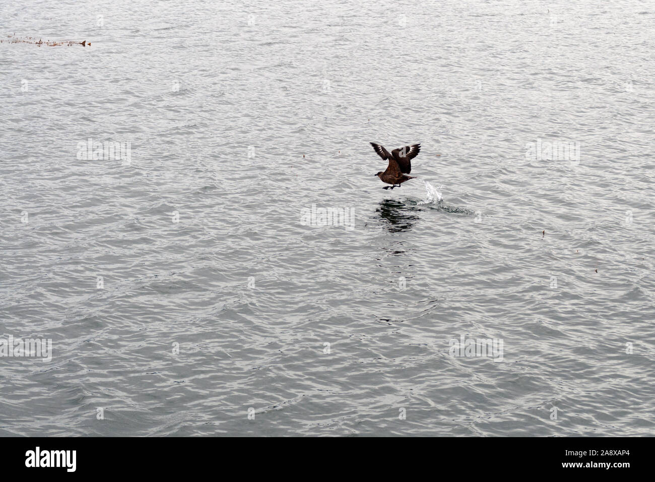 Un oiseau vole au-dessus de l'eau dans le canal de beagle, Patagonie, Argentine Banque D'Images