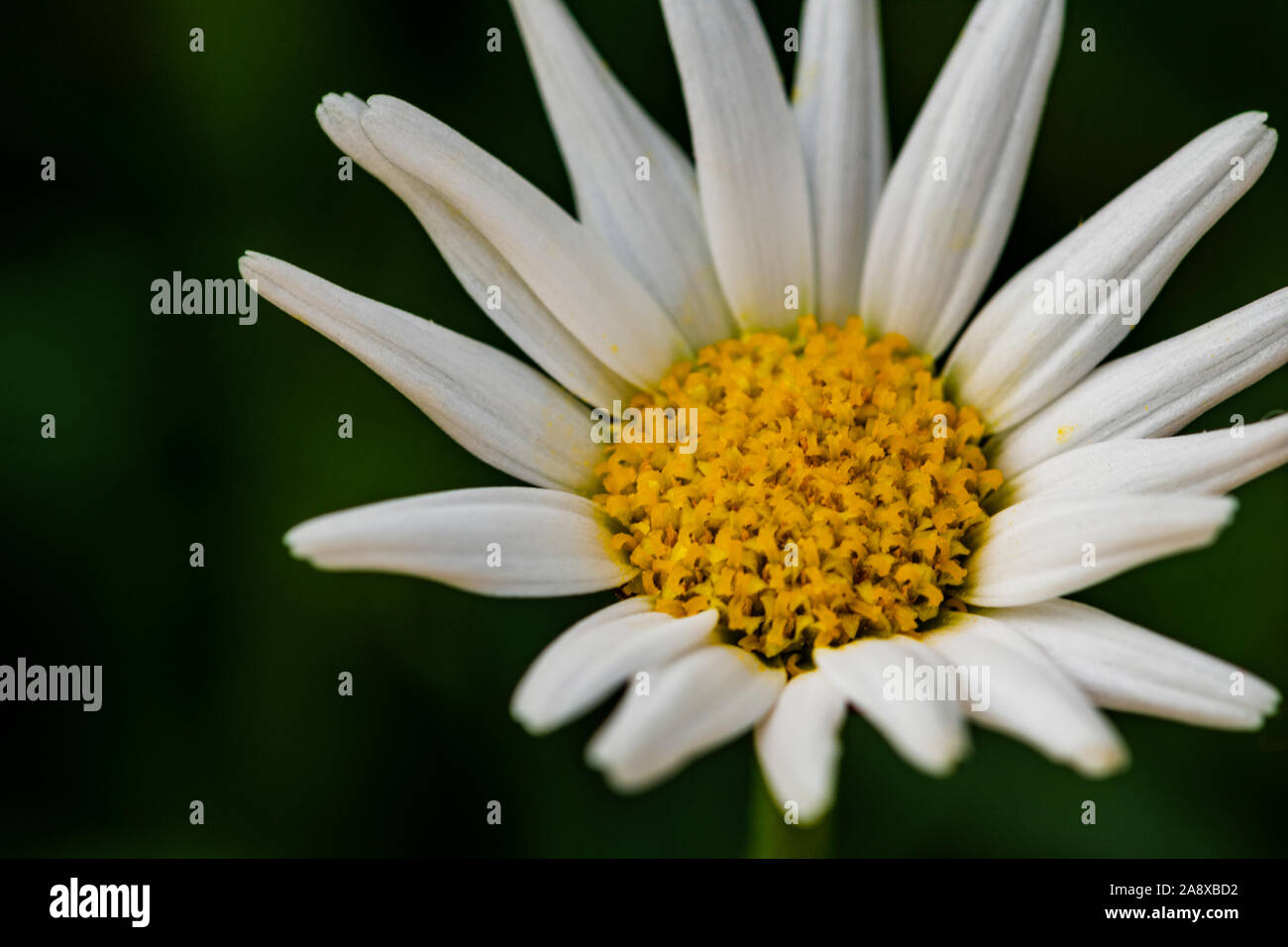 Macro photo de marguerite blanche fleur sur fond vert avec copie espace pour texte, carte décoration florale Banque D'Images