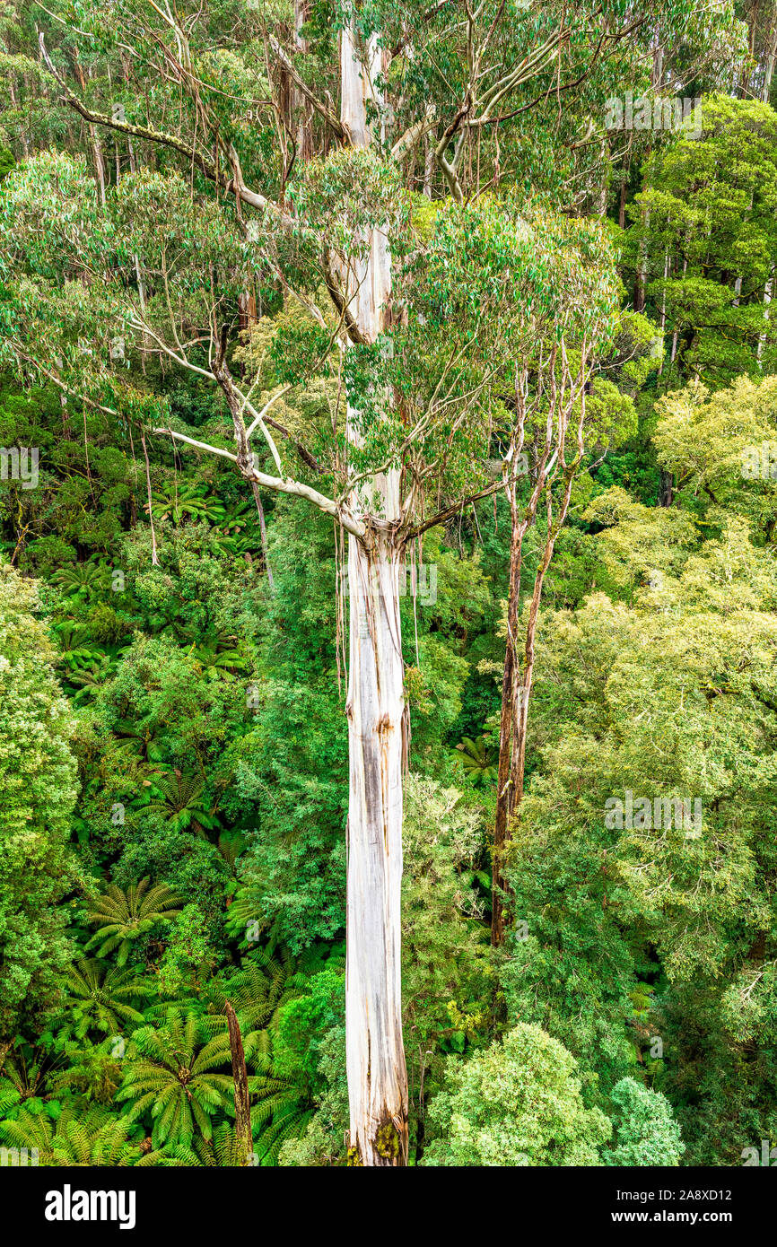 Arbre géant Eucalyptus regnans, connu sous le nom de mountain ash, marais, ou la gomme filandreux, est une espèce d'Eucalyptus à grande Otway National Park. Banque D'Images