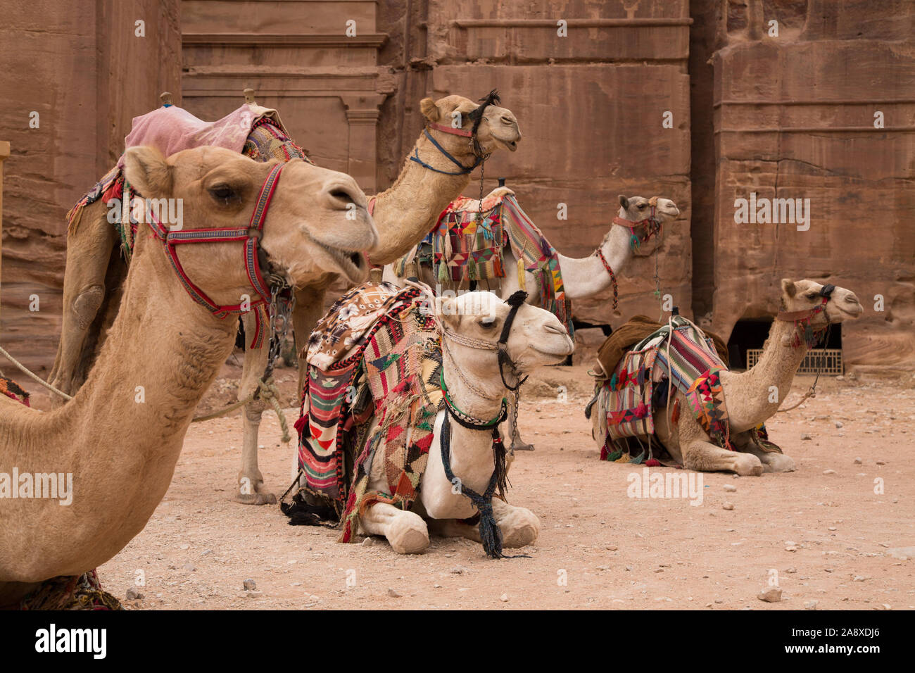 Groupe de chameaux à Petra, Jordanie Banque D'Images