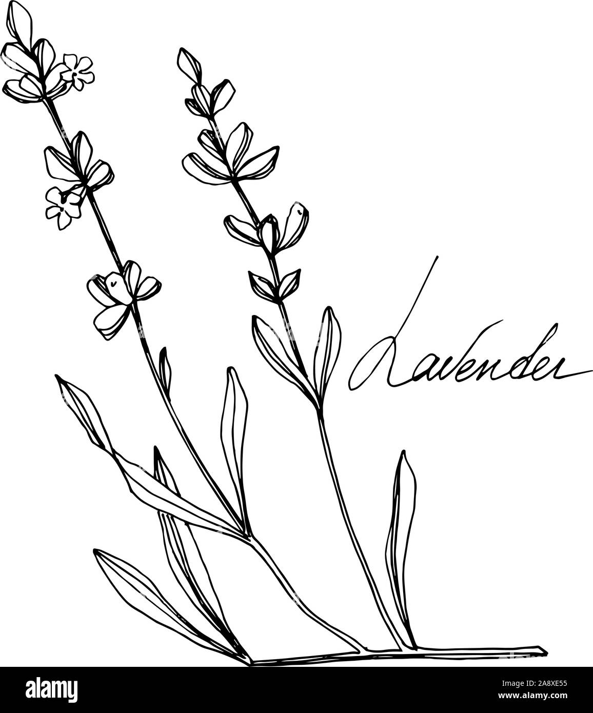 Vector floral Lavande fleurs botanique. Gravée en noir et blanc L'art d'illustration de lavande. élément isolé Illustration de Vecteur