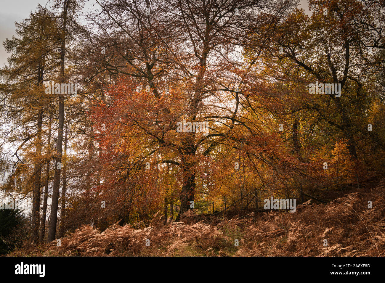 Image arbres colorés de teintes automnales par Glen Lyon en Perth and Kinross, en Écosse. 3 novembre 2019 Banque D'Images