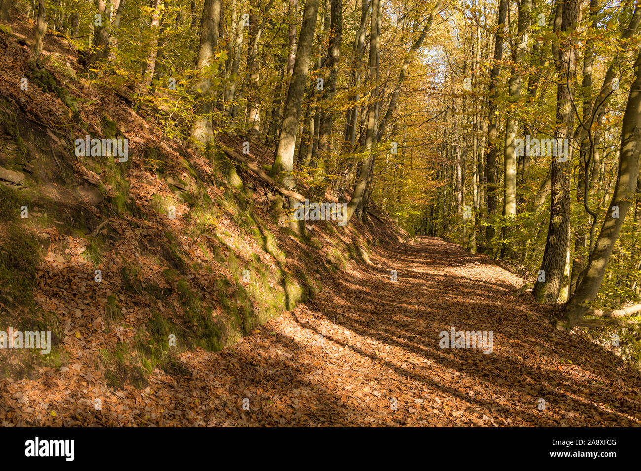 Chemin de randonnée en automne doré de la lumière dans une forêt allemande, idée pour pratiquer des activités de nature Banque D'Images
