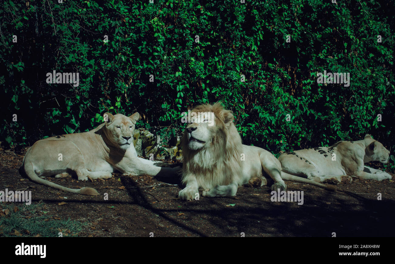 Un lion blanc et deux lionnes en profitant du soleil dans Mundopark, Guillena. Séville, Espagne. Banque D'Images