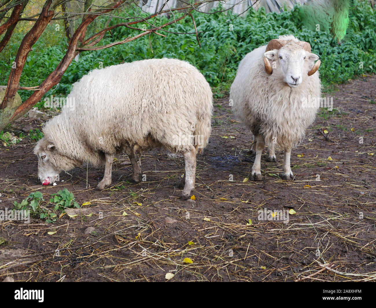 Deux moutons dans un pré vert. Le mouton mange une pomme. Les moutons domestiques. L'agriculture. Brouter dans le pré. laine de moutons. Banque D'Images