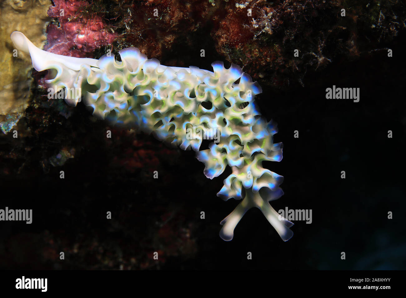 Limace de mer laitue (Tridachia crispata) sous l'eau dans la mer des caraïbes de Bonaire Banque D'Images