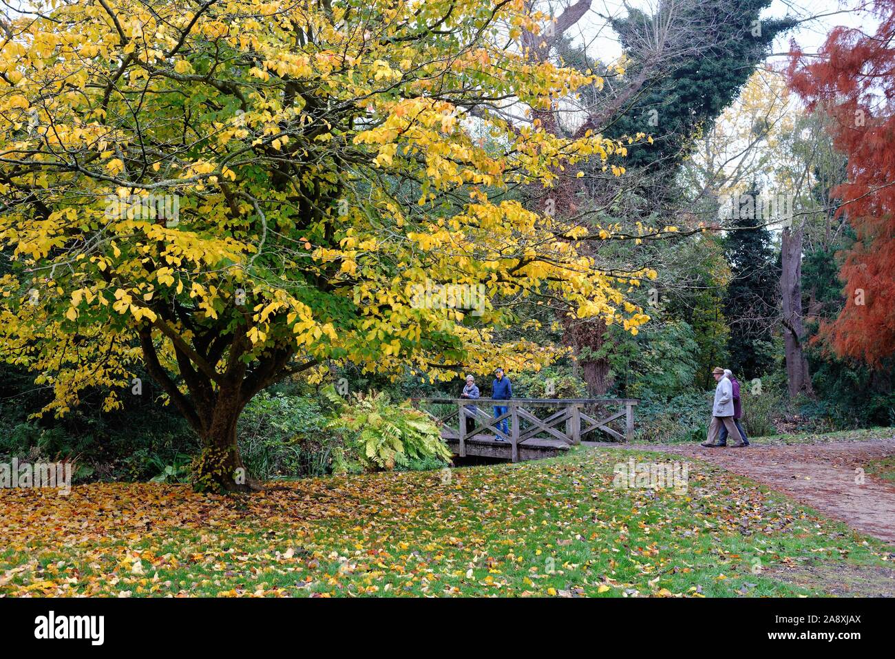 Couleurs automnales dans la Plantation , Bushy Park Greater London England UK Banque D'Images