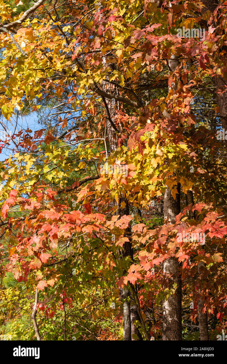 Les couleurs de l'automne sur l'affichage à l'état d'Unicoi à Helen, la Géorgie. (USA) Banque D'Images