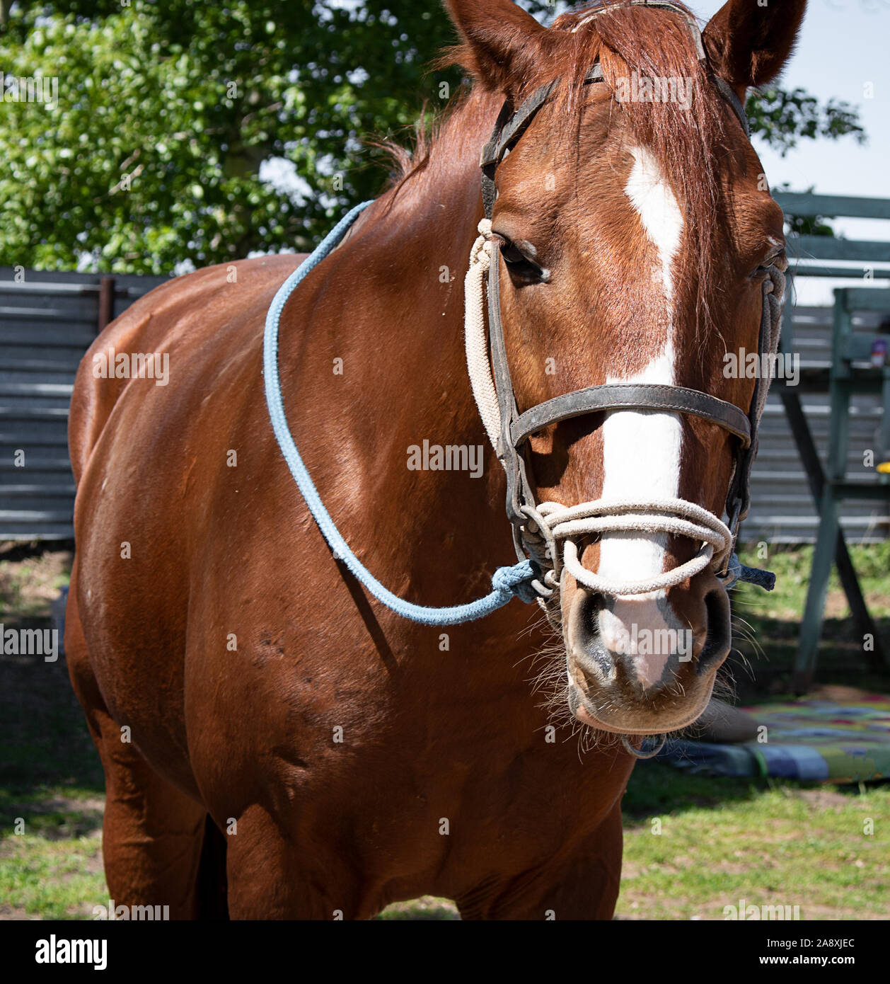 Portrait de beau quarter horse Banque D'Images