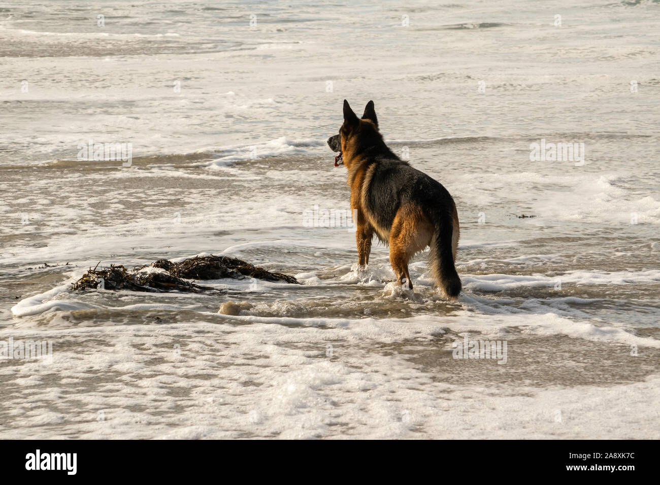 Grand German Shepard permanent alsacien dans la mer Banque D'Images