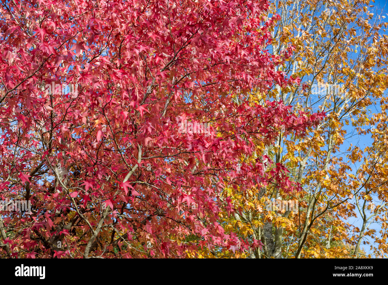 Liquidambar styraciflua 'Thea'. Sweet Gum Tree en automne à RHS Wisley Gardens, Surrey, UK Banque D'Images