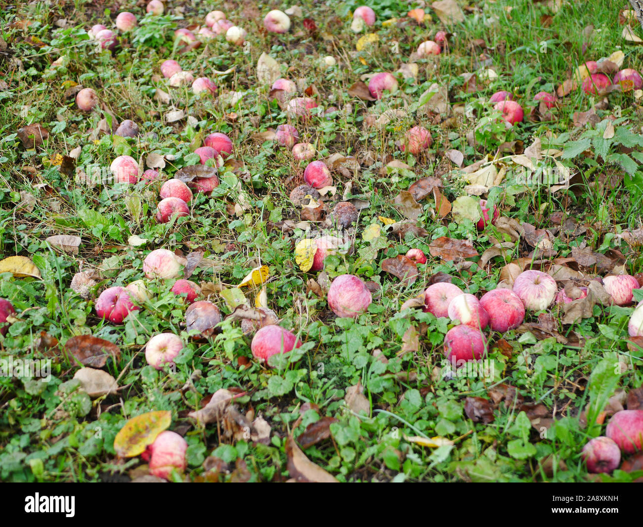 Pommes abandonnés sur l'herbe. Il n'y a pas de récolte de pommes. L'agriculture est fermé. Place pour l'écriture. Banque D'Images