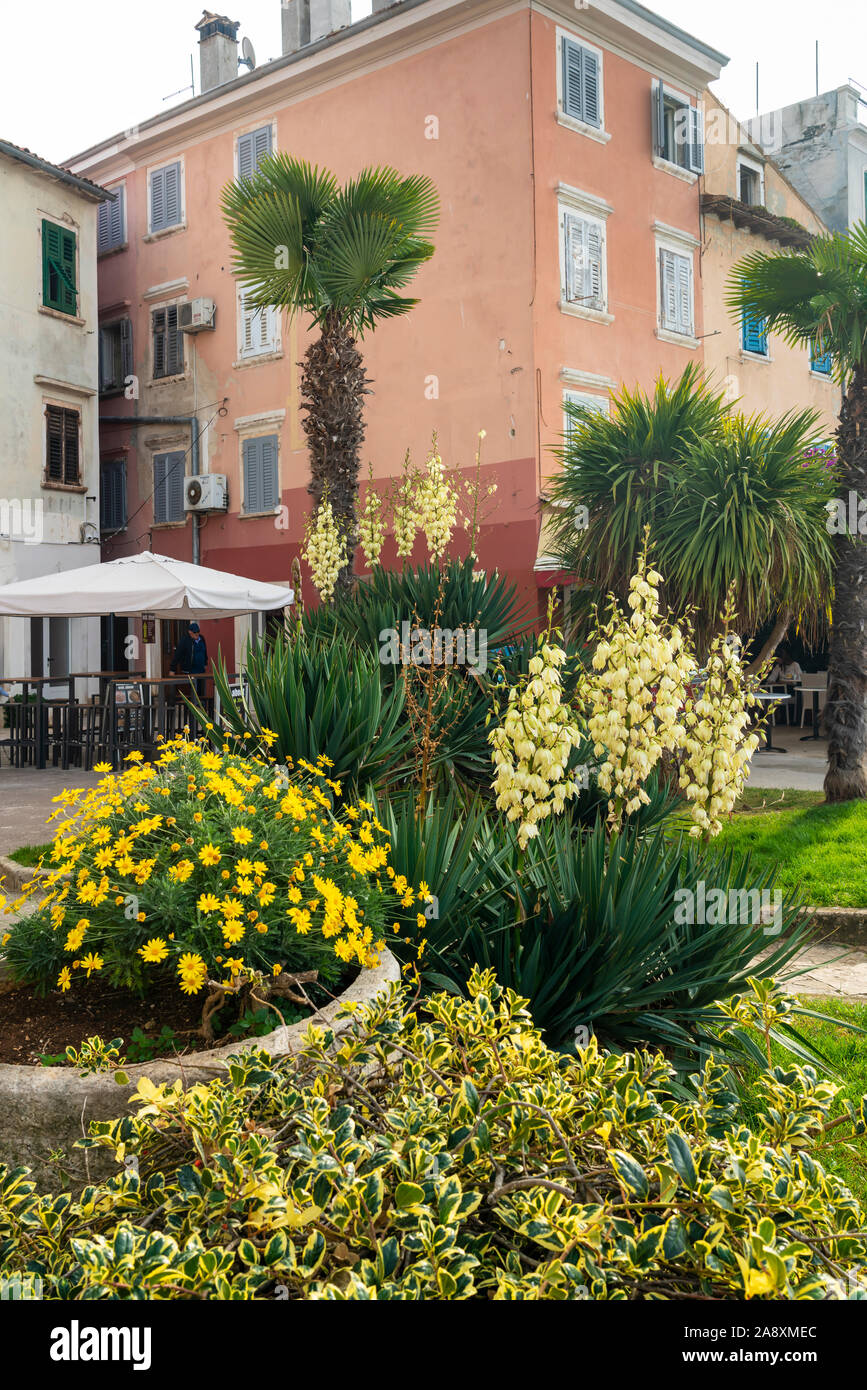 La végétation des arbres en fleurs et plam yuccas à Rovinj, Croatie, Istrie. Banque D'Images