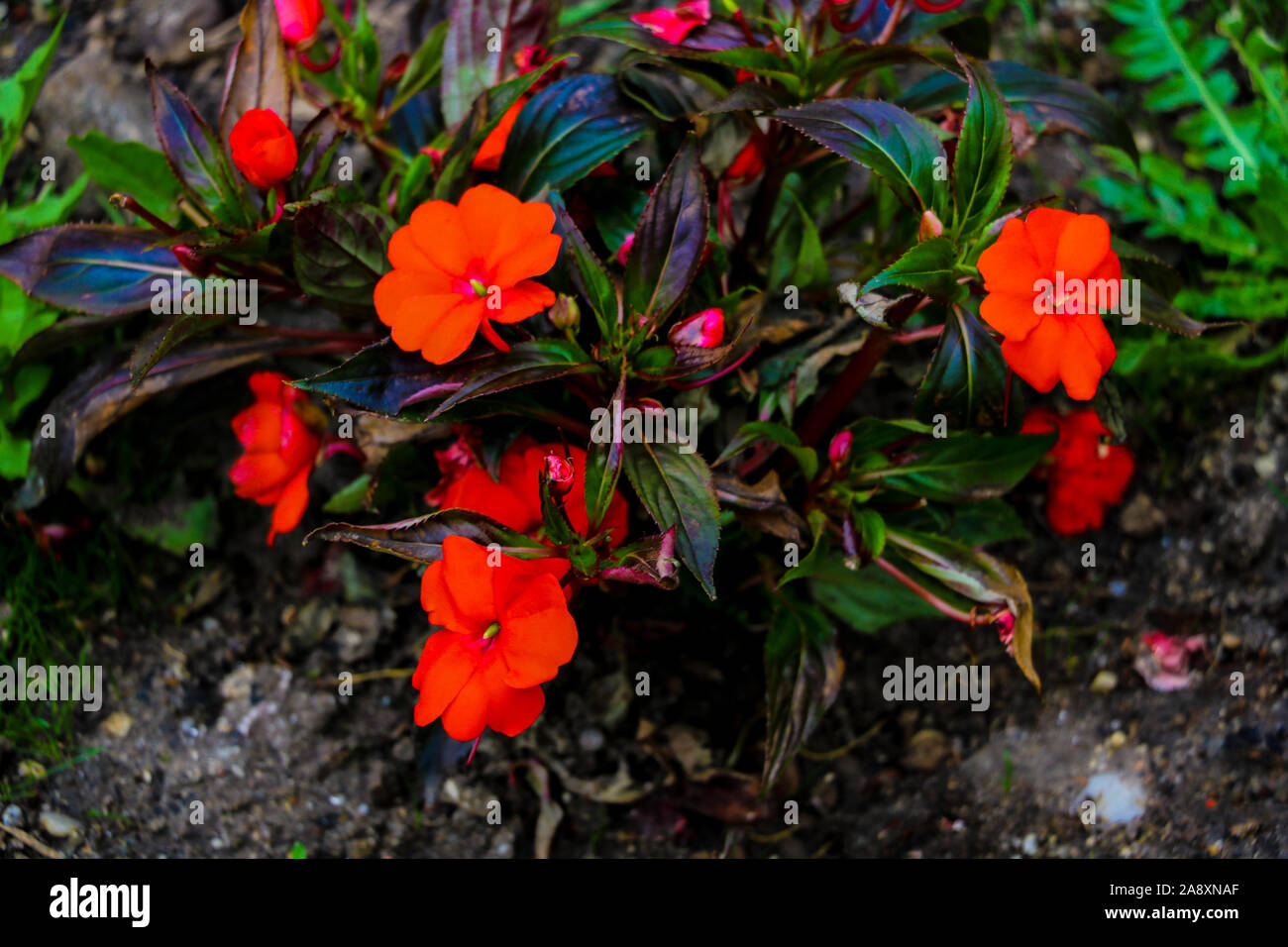 L'Impatiens de belles fleurs dans le jardin, selective focus Banque D'Images