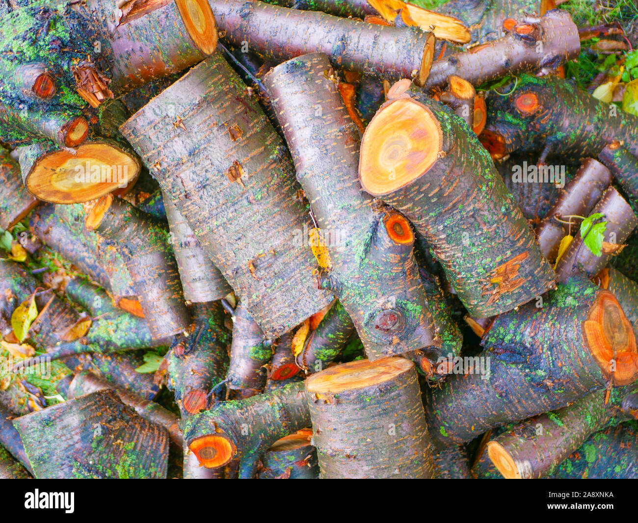 Journaux d'arbre fraîchement coupé. Grumes de pin coupé. Close-up. Bois de chauffage pour l'hiver. Bouquet de nombreux journaux frais. Journaux d'humide. Coupe couleur orange Banque D'Images