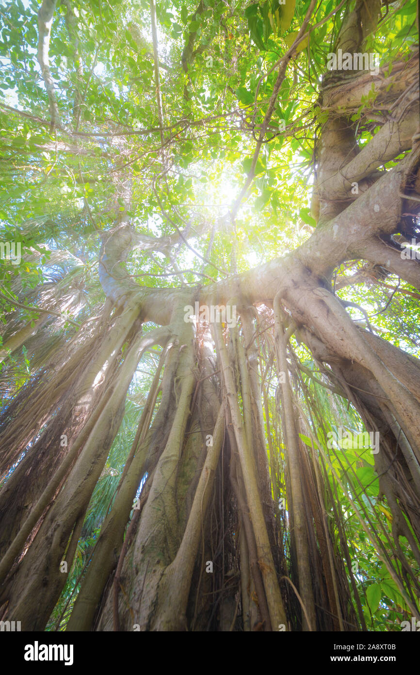 Rayons de soleil filtrer à l'aide d'un vieux banian dans le quartier historique du centre-ville de Fort Lauderdale. Banque D'Images