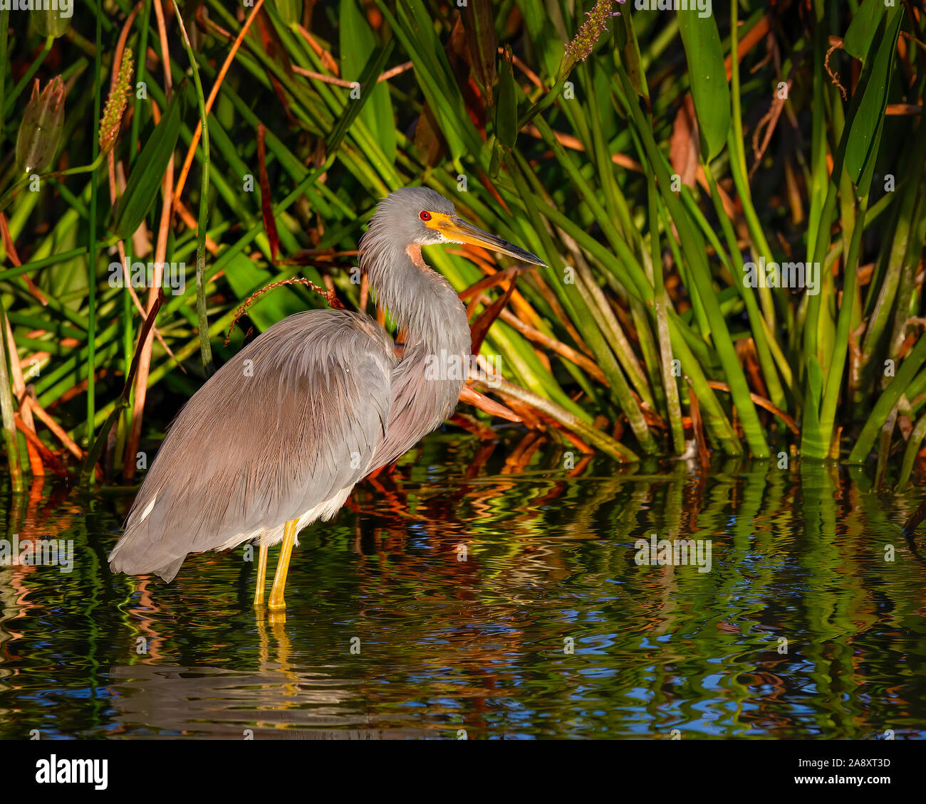 Un héron couleur sèche off au coucher du soleil dans les Everglades de Floride. Banque D'Images